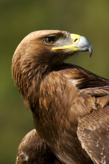 Close-up van een vogel