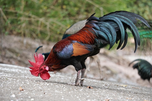 Close-up van een vogel