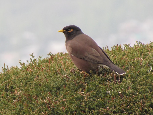 Foto close-up van een vogel