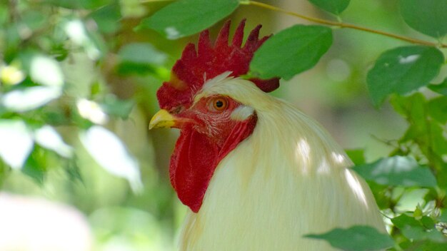 Foto close-up van een vogel