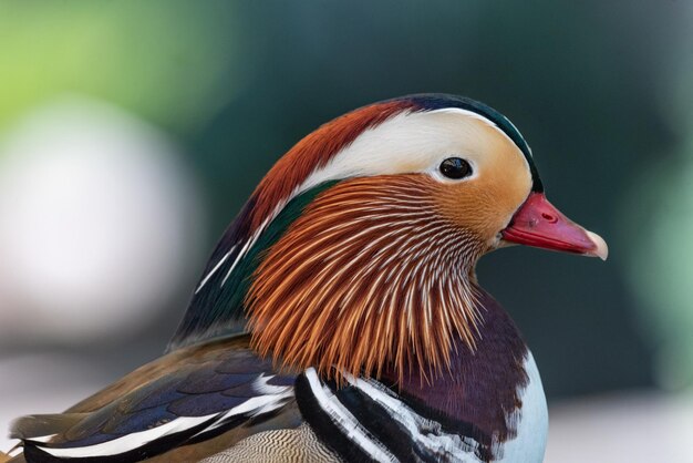 Foto close-up van een vogel