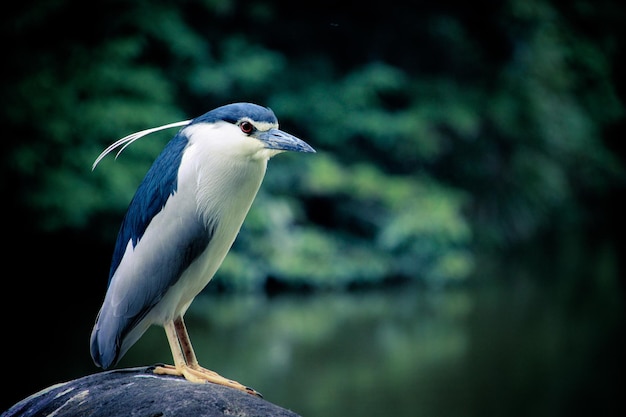 Close-up van een vogel