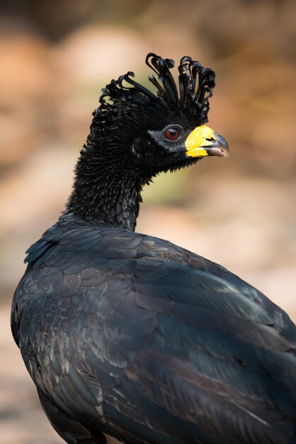 Foto close-up van een vogel