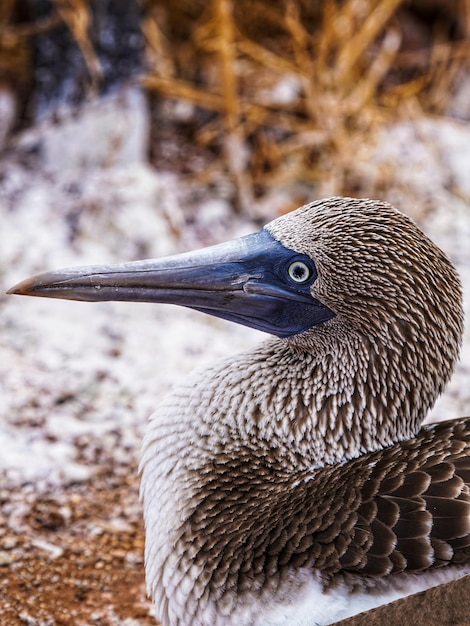 Close-up van een vogel