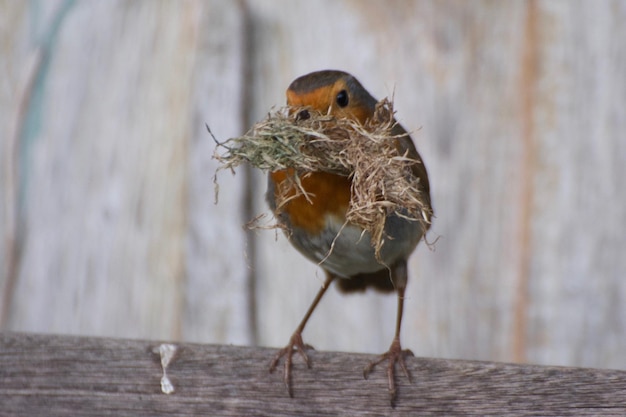 Foto close-up van een vogel