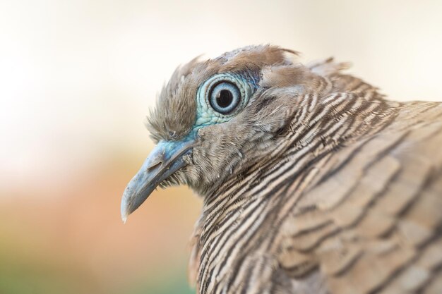 Foto close-up van een vogel