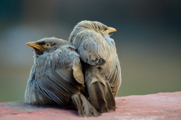 Foto close-up van een vogel