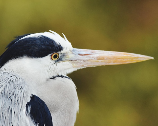 Foto close-up van een vogel