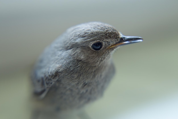 Foto close-up van een vogel