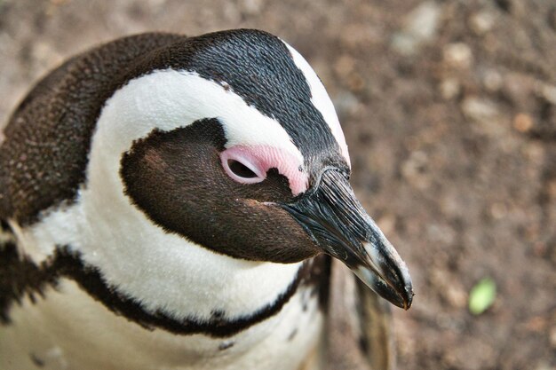 Foto close-up van een vogel