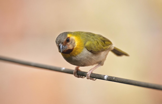 Close-up van een vogel