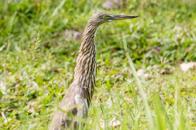 Foto close-up van een vogel