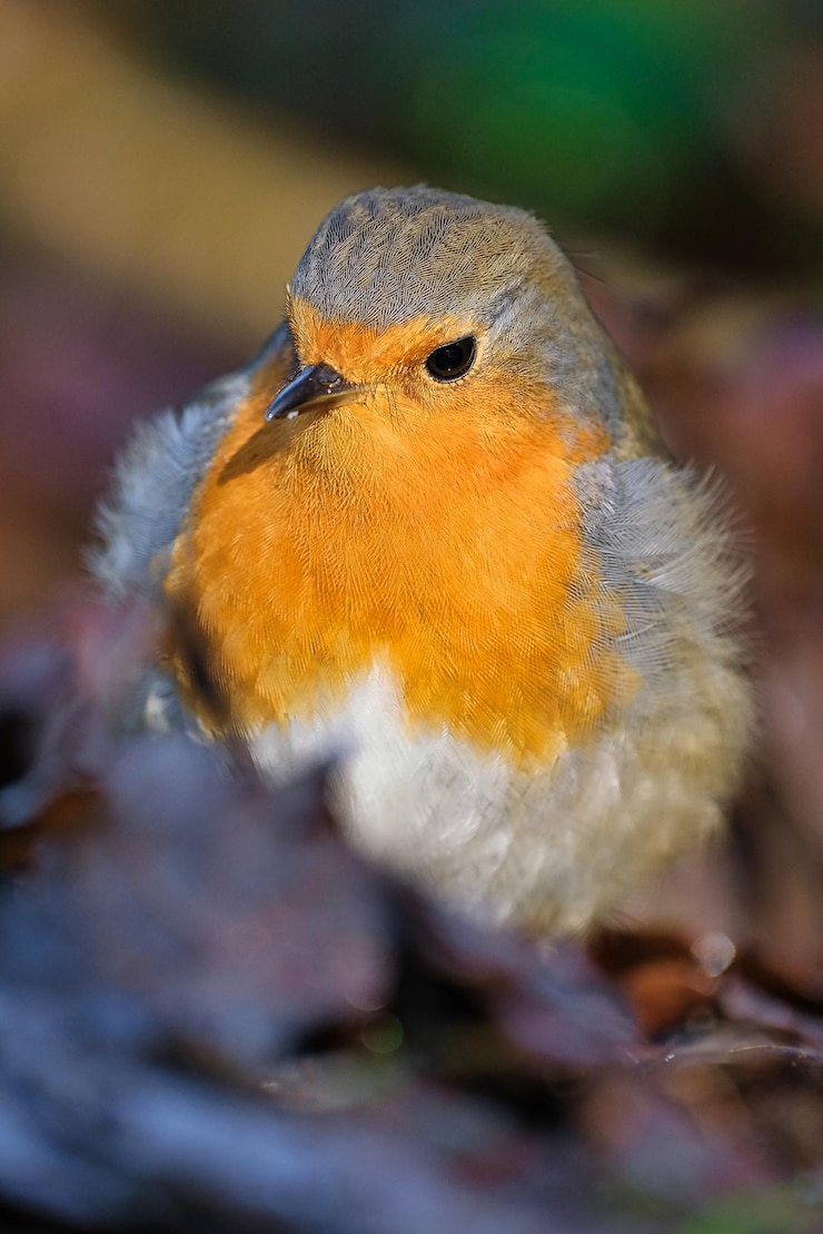 Foto close-up van een vogel