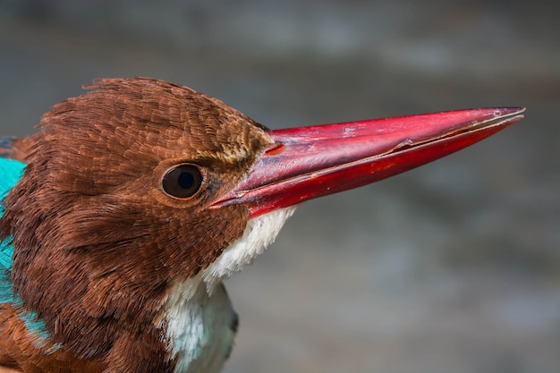 Foto close-up van een vogel