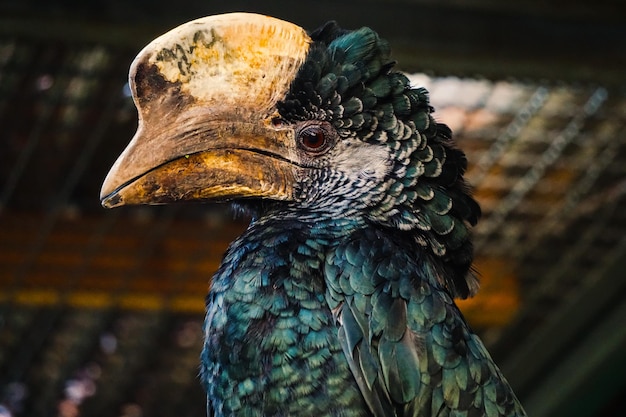 Foto close-up van een vogel