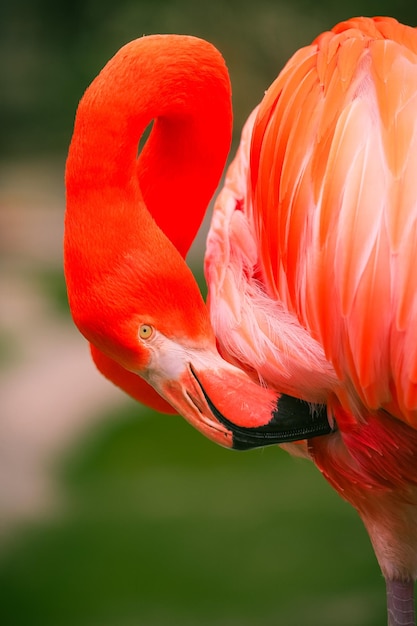 Foto close-up van een vogel