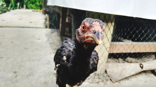 Foto close-up van een vogel