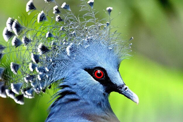 Foto close-up van een vogel