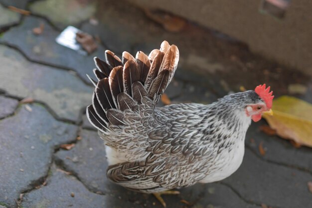 Foto close-up van een vogel