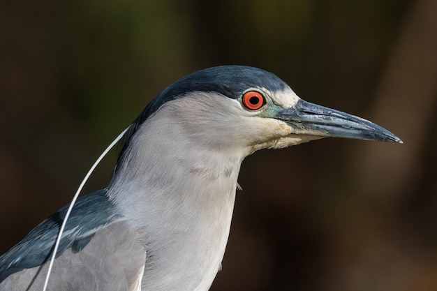 Foto close-up van een vogel