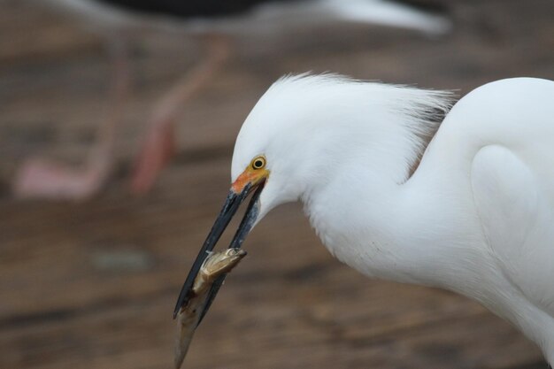 Close-up van een vogel