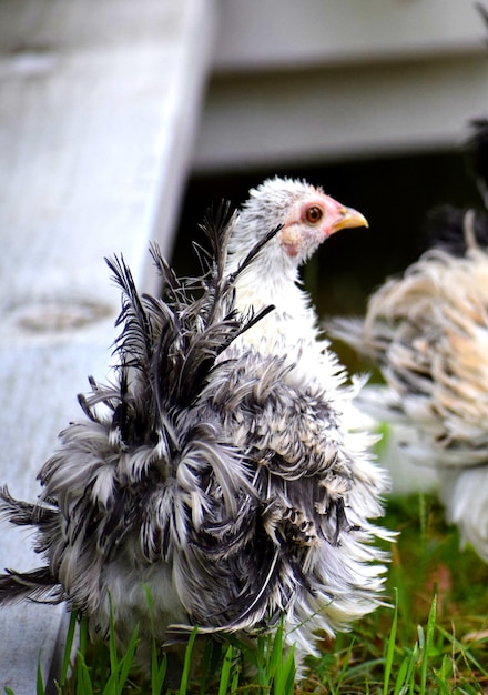 Foto close-up van een vogel