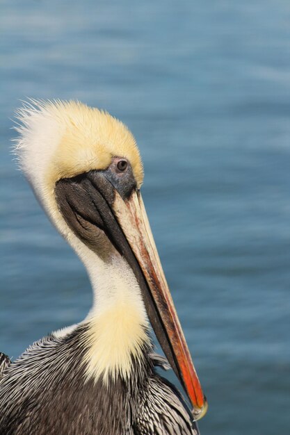 Foto close-up van een vogel