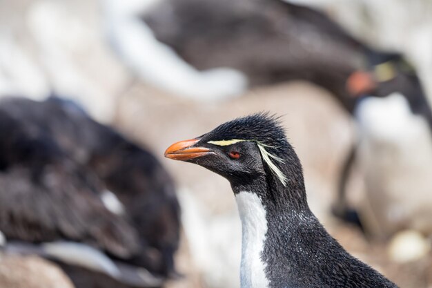 Foto close-up van een vogel