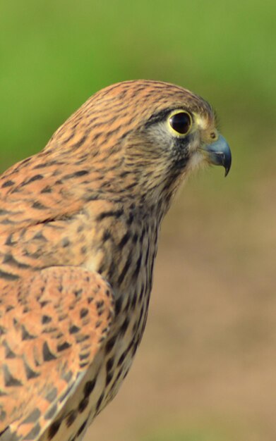 Close-up van een vogel