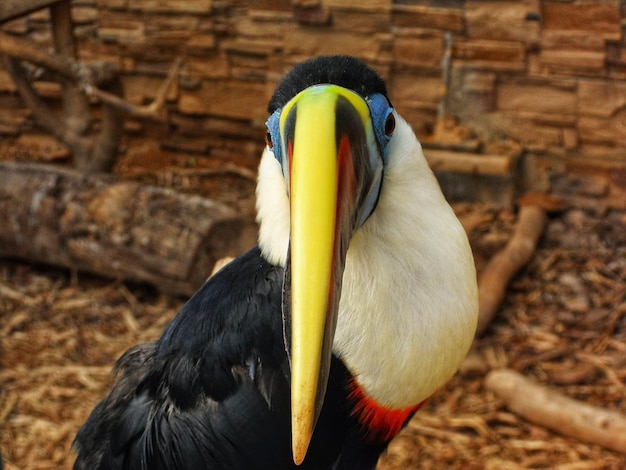 Foto close-up van een vogel