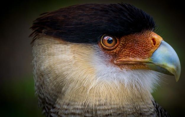 Foto close-up van een vogel