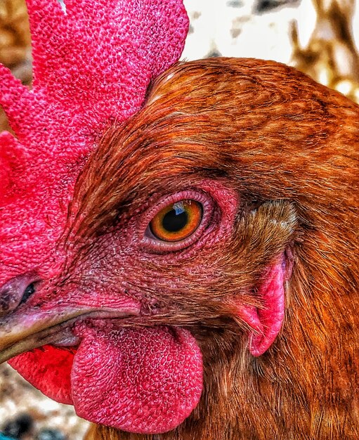 Foto close-up van een vogel