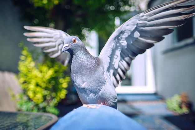 Foto close-up van een vogel