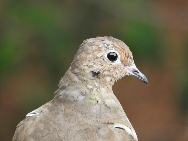 Foto close-up van een vogel