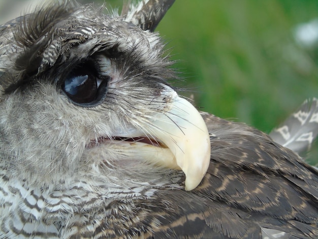 Foto close-up van een vogel