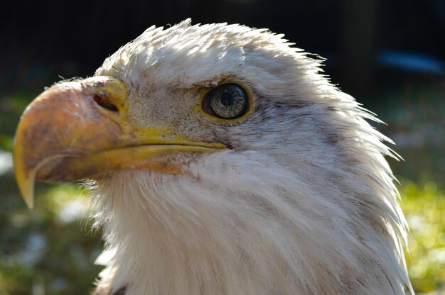 Foto close-up van een vogel