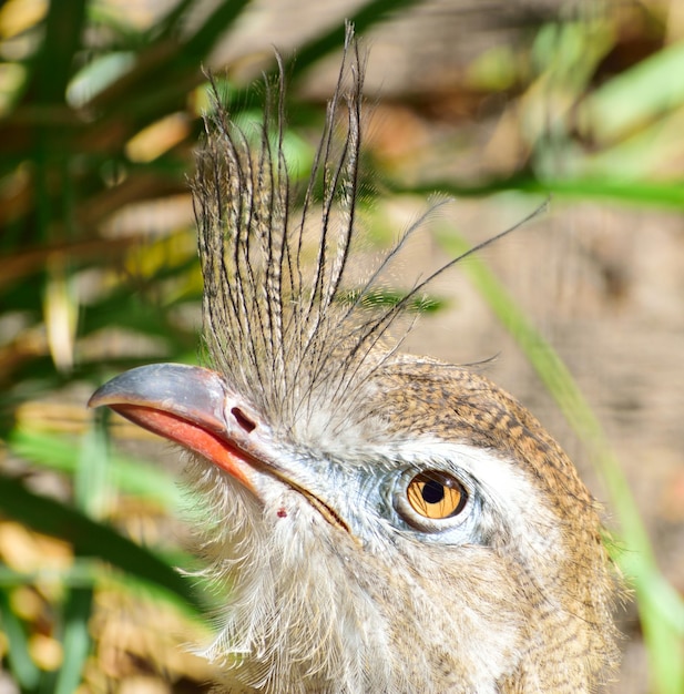 Foto close-up van een vogel