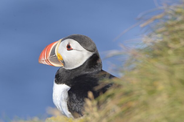 Foto close-up van een vogel