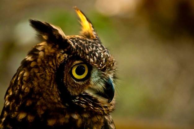 Foto close-up van een vogel