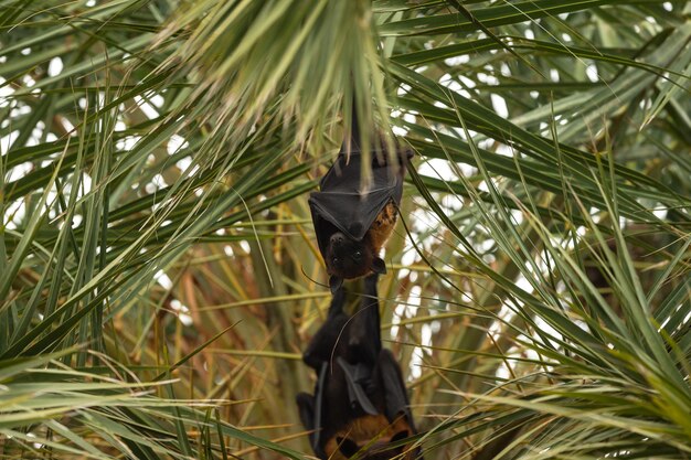 Close-up van een vogel