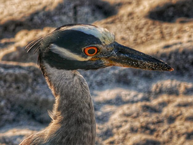 Foto close-up van een vogel