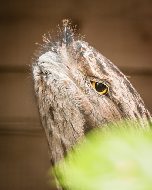 Foto close-up van een vogel