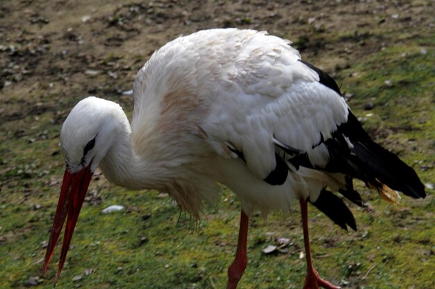 Foto close-up van een vogel