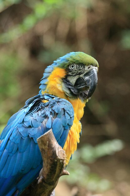 Foto close-up van een vogel