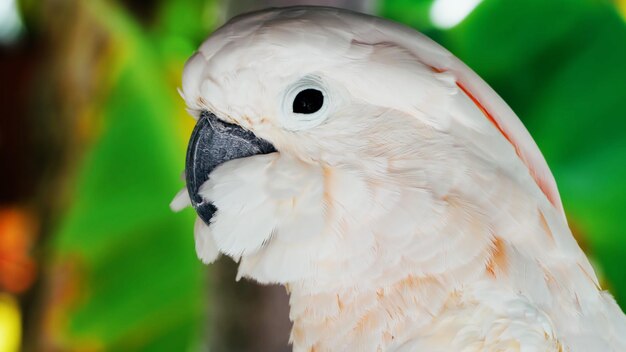 Foto close-up van een vogel