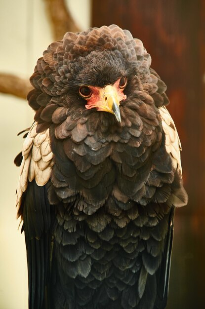 Foto close-up van een vogel