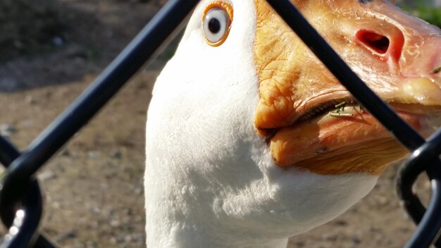 Foto close-up van een vogel