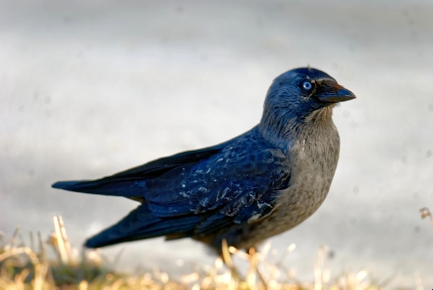 Foto close-up van een vogel