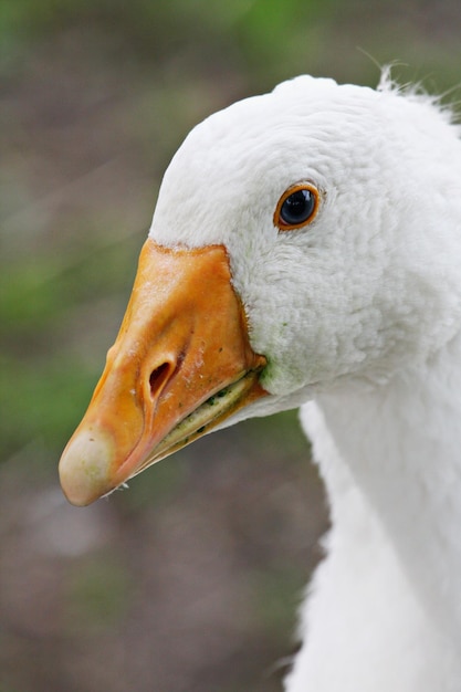 Close-up van een vogel