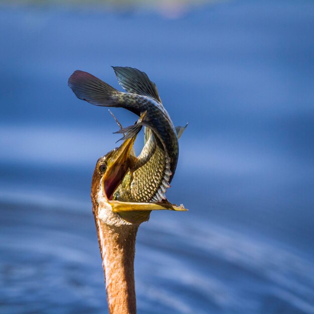 Foto close-up van een vogel